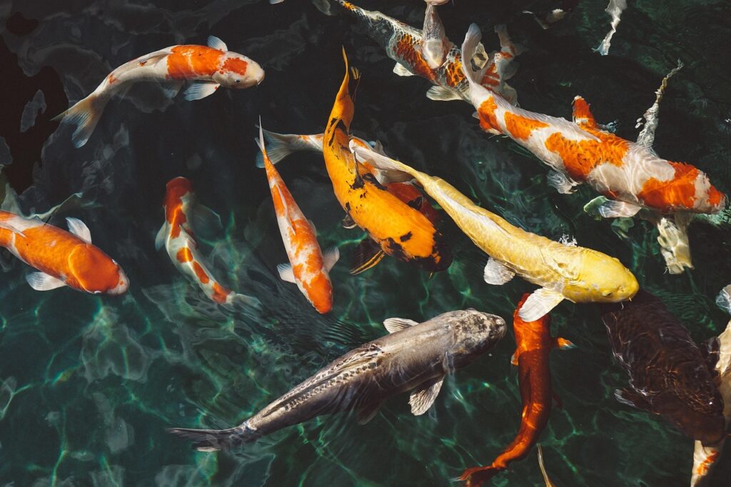 Home koi fish, animals, fish, swimming, underwater, water, nature, swarm