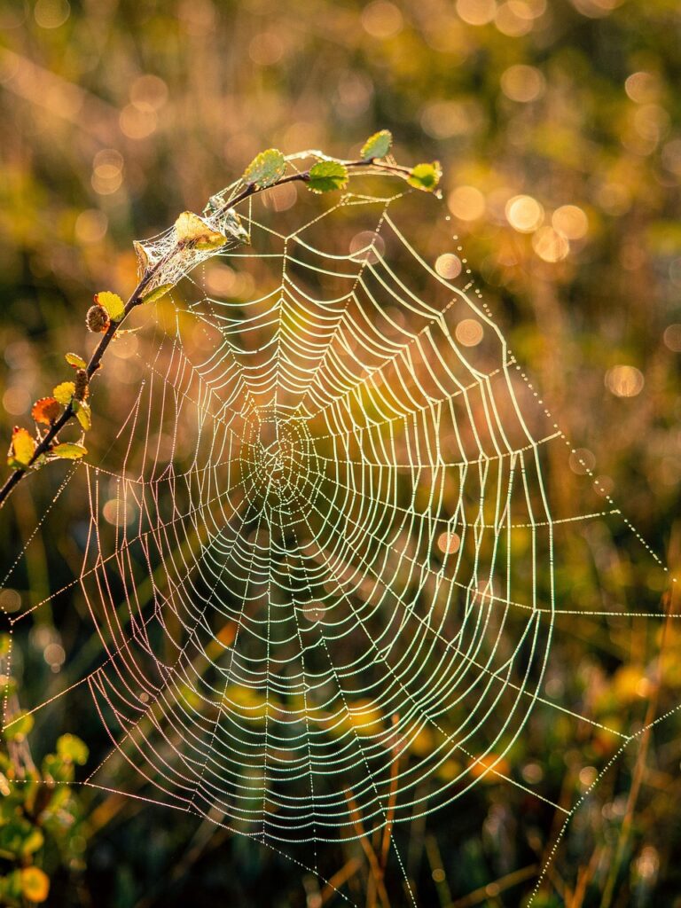 Home cobweb, swamp, morning, network, cobwebs, pattern, nature